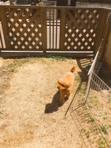 ぽこ 225x300 ＧＷ☆